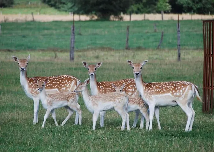 Luxury tent Anima'sphair Bulle Pres Des Animaux