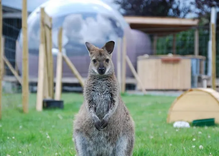 Anima'sphair Bulle Pres Des Animaux *