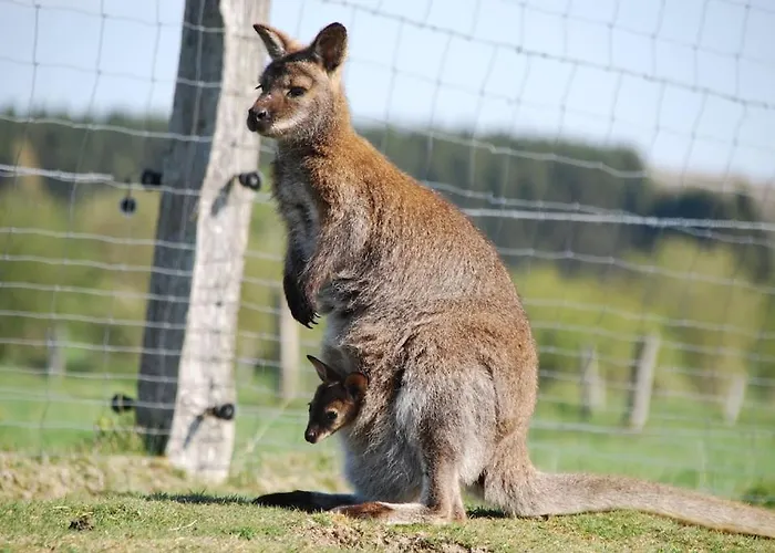 Luxury tent Anima'sphair Bulle Pres Des Animaux Bras-Haut