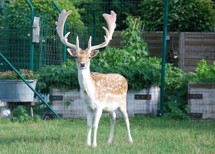 Anima'sphair Bulle Pres Des Animaux * Bras-Haut